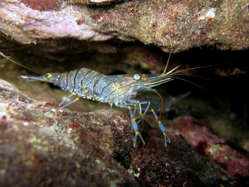 Differenze tra Palaemon serratus e Palaemon elegans